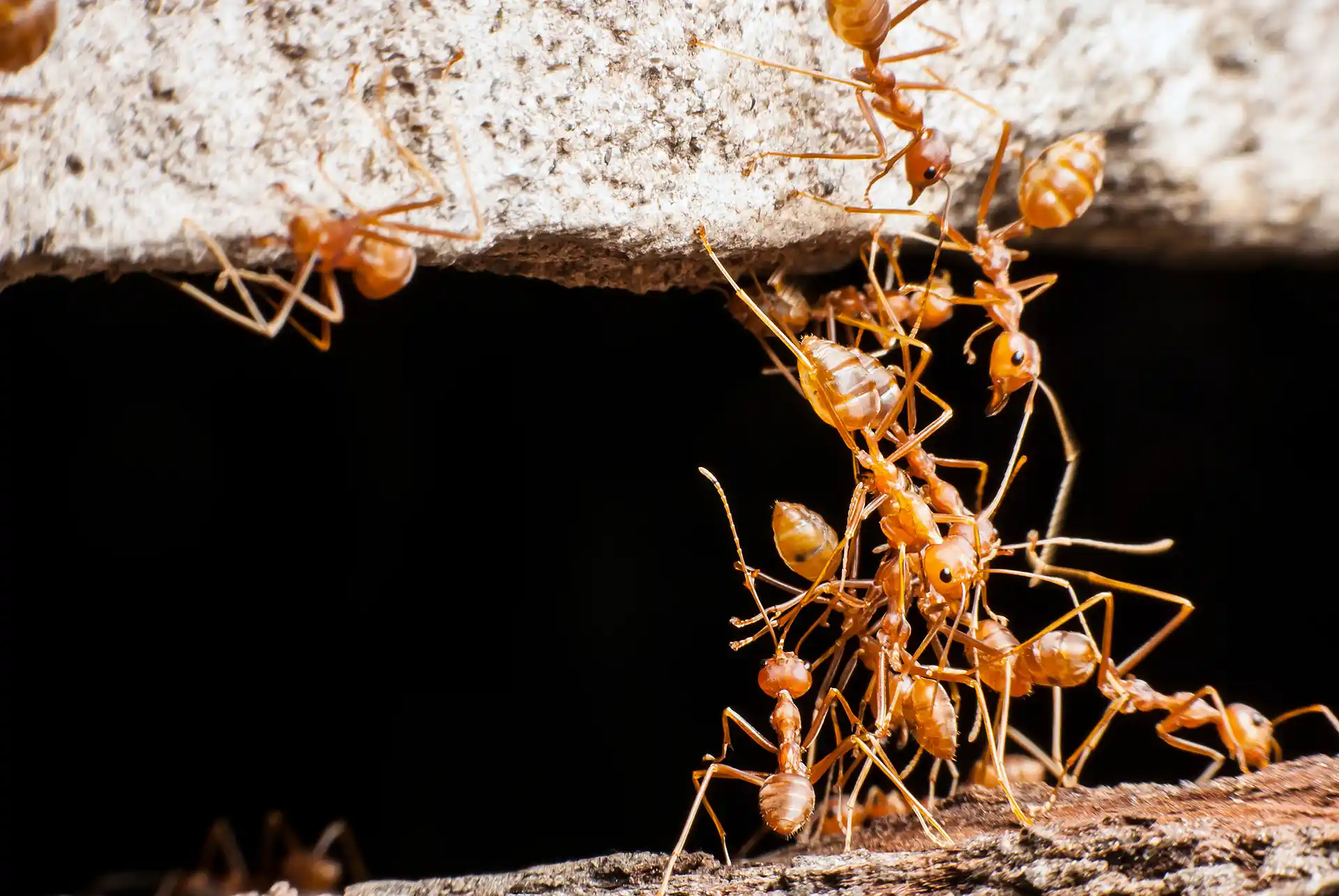 Fire Ant Control Near You