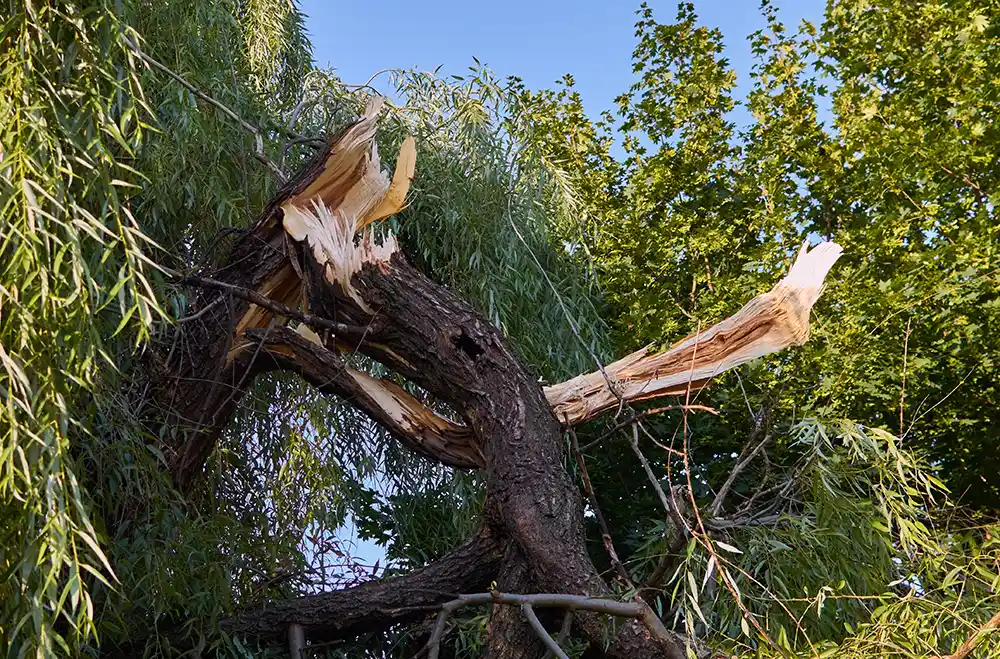 Tree Removal in Baelton, VA