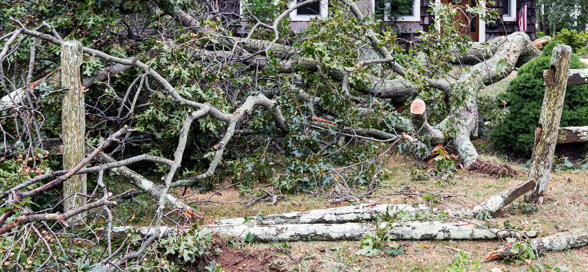 Tree Services In Fort Bend County 